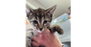 adoptable Cat in  named Pecan