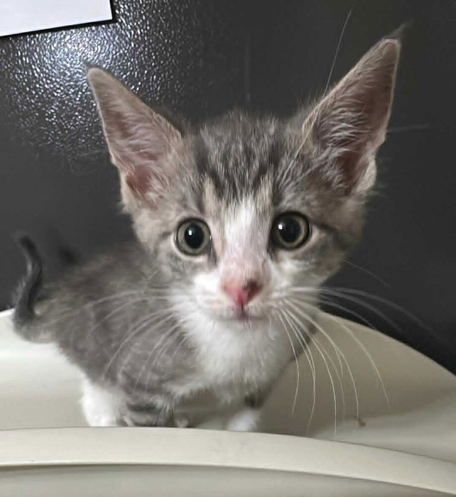 adoptable Cat in Bolivar, MO named Church