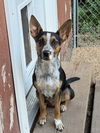 adoptable Dog in bolivar, MO named Primrose