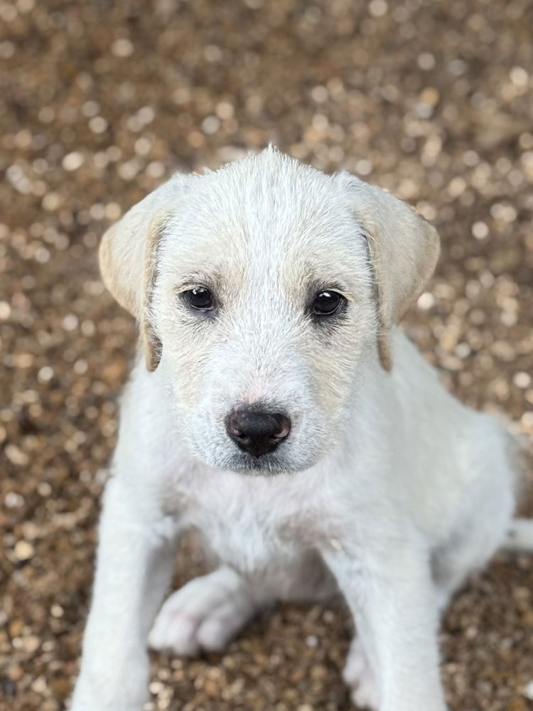 adoptable Dog in Bolivar, MO named Key