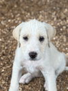 adoptable Dog in bolivar, MO named Key
