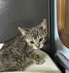 adoptable Cat in  named Elton