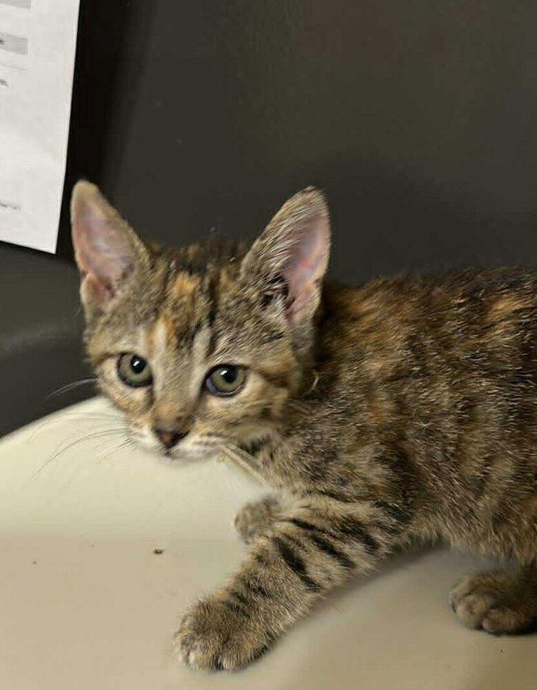 adoptable Cat in Bolivar, MO named Trisha