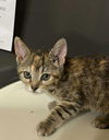 adoptable Cat in  named Trisha