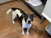 adoptable Dog in Bolivar, MO named Andy