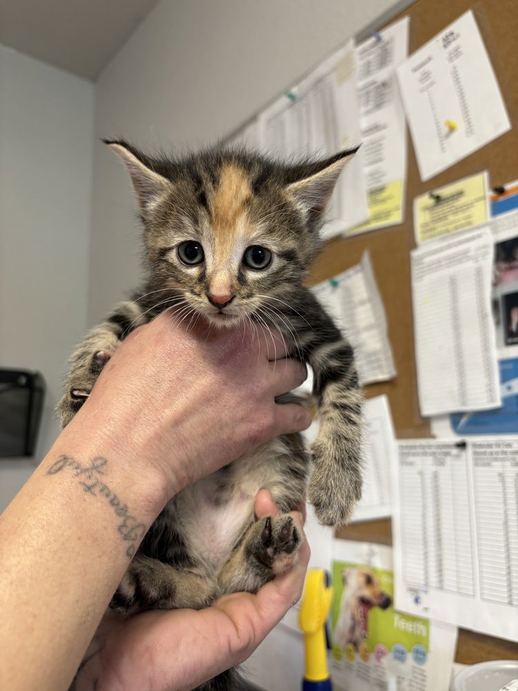 adoptable Cat in Bolivar, MO named Stonie