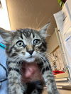 adoptable Cat in  named Fury
