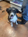 adoptable Dog in bolivar, MO named Sadie