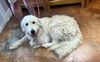 adoptable Dog in bolivar, MO named Polar