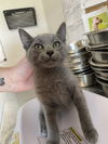 adoptable Cat in Bolivar, MO named Canvas