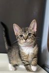 adoptable Cat in bolivar, MO named Cher