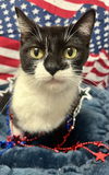 adoptable Cat in bolivar, MO named Phoebe