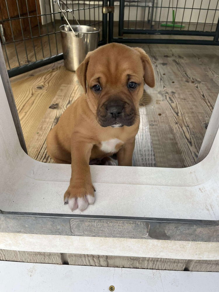 adoptable Dog in Bolivar, MO named Chocolate