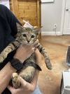 adoptable Cat in bolivar, MO named Robin