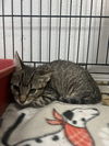 adoptable Cat in bolivar, MO named Fitz