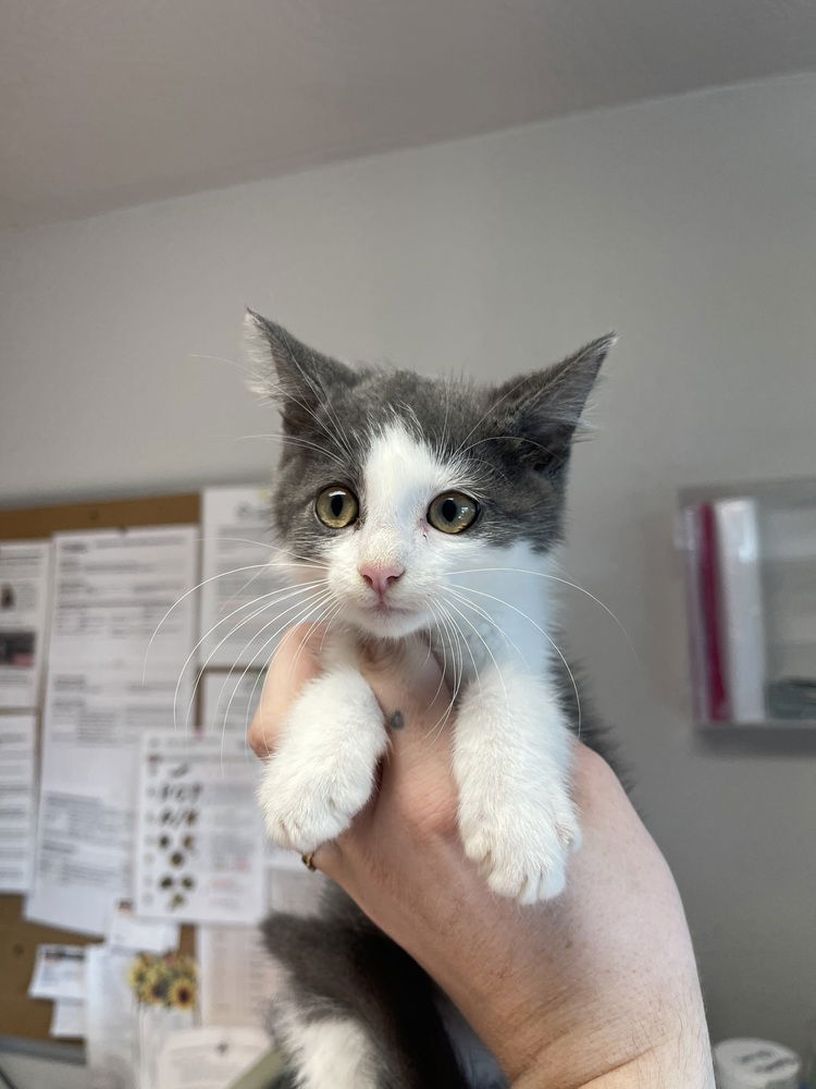 adoptable Cat in Bolivar, MO named Winslow