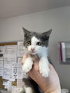 adoptable Cat in bolivar, MO named Winslow