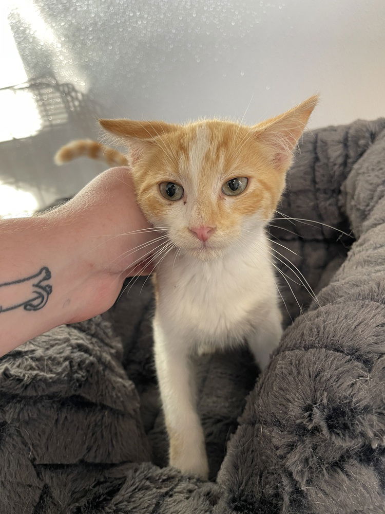 adoptable Cat in Bolivar, MO named Coast