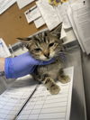 adoptable Cat in bolivar, MO named Seashore