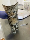 adoptable Cat in bolivar, MO named Reef