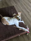 adoptable Dog in  named Almond Joy