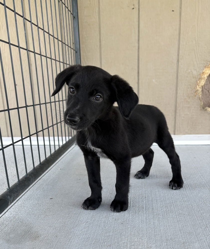 adoptable Dog in Bolivar, MO named Big Foot