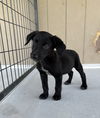adoptable Dog in Bolivar, MO named Big Foot