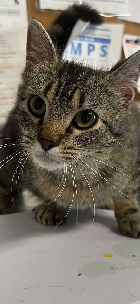 adoptable Cat in Bolivar, MO named Danish