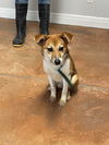 adoptable Dog in bolivar, MO named Fox