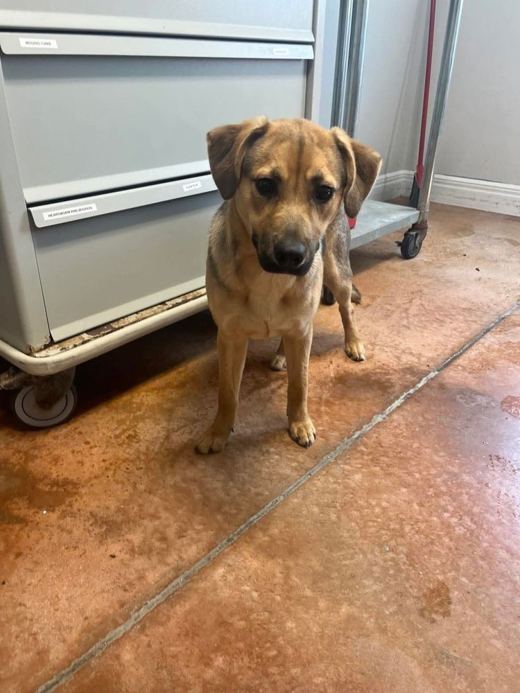 adoptable Dog in Bolivar, MO named Keanu