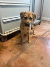 adoptable Dog in  named Keanu