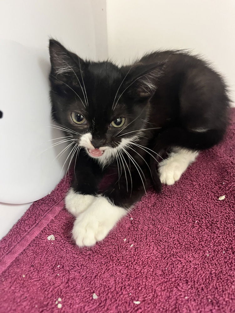 adoptable Cat in Bolivar, MO named Indigo