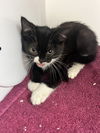 adoptable Cat in  named Indigo