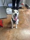 adoptable Dog in Bolivar, MO named Amiri