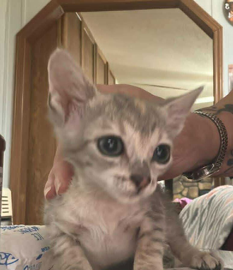 adoptable Cat in Bolivar, MO named Taco
