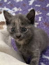 adoptable Cat in  named Nicoise