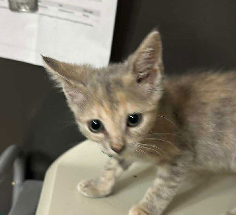 adoptable Cat in Bolivar, MO named Taquito