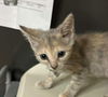 adoptable Cat in bolivar, MO named Taquito