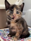 adoptable Cat in  named Kalamata
