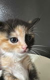 adoptable Cat in bolivar, MO named Pebble