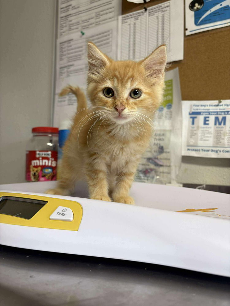 adoptable Cat in Bolivar, MO named Frog