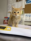 adoptable Cat in  named Frog