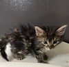 adoptable Cat in bolivar, MO named Dos