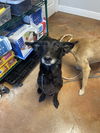 adoptable Dog in  named Kendall