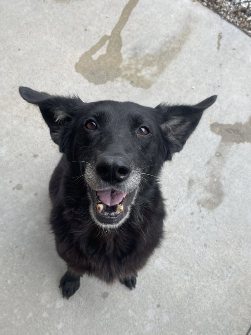 KENDALL - Flat-coated Retriever available for adoption