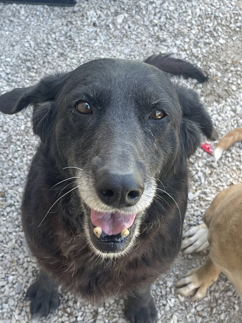 KENDALL - Flat-coated Retriever for adoption in Springfield