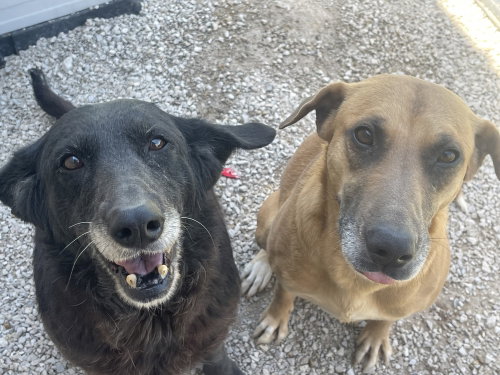 KENDALL - Flat-coated Retriever available for adoption