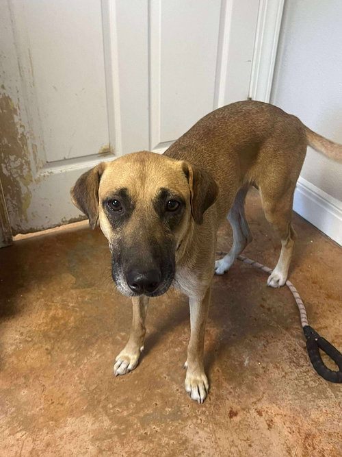 KYLIE - Labrador Retriever / Black Mouth Cur available for adoption
