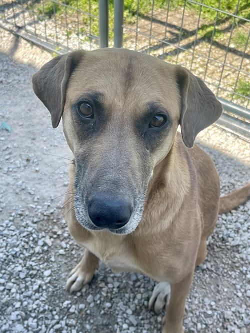 Kylie, an adoptable Labrador Retriever in Bolivar, MO