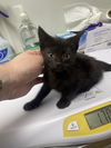 adoptable Cat in  named Beetroot